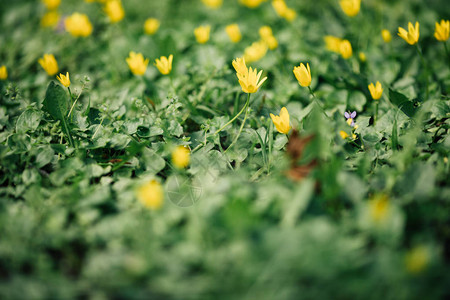 模糊的春天背景自然背景黄色花朵图片