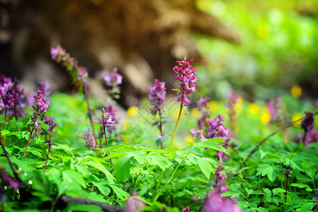 拉丁文Corydaliscava图片