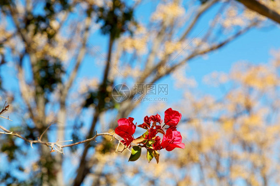 天空光红色花树和枝图片