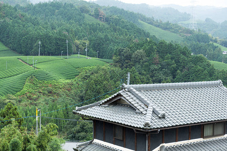 新鲜的茶田和日本房子图片