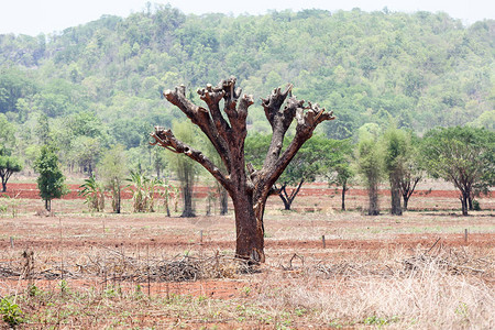 泰国为轮垦而破坏森林图片