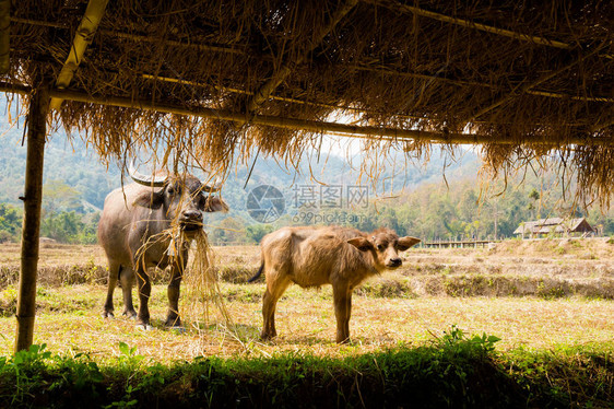在泰国北部Paii附近的旱稻田附近图片