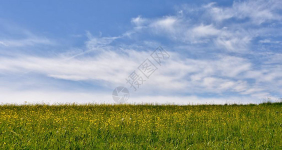 风景与美丽的春天草地和蓝天图片
