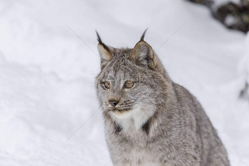 山猫体育免费直播法甲焦点战 欧塞尔主场迎战梅斯 全场高清实时在线观看