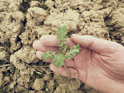 寻找害虫农学家检查年轻油菜Brassicanapus的花叶茎和根的质量图片