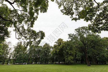 美丽的夏日风景树木和绿草图片