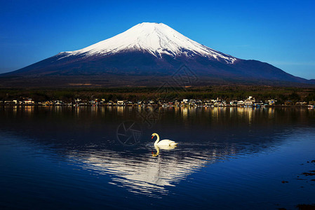 日本亚马纳卡湖上的白天鹅与富图片