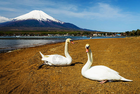 在日本亚马纳卡湖附近富士山风景的一对图片