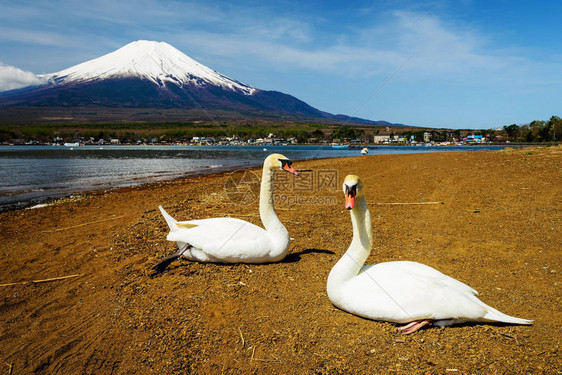 在日本亚马纳卡湖附近富士山风景的一对图片