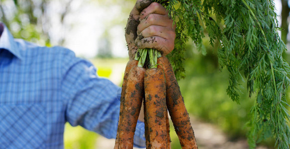 农夫拿着胡萝卜手和被泥土弄脏的胡萝卜的生物制品图片