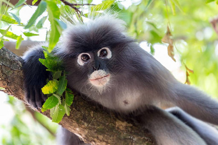 一只野生暗叶猴TrachypithecusObscurus的肖像图片