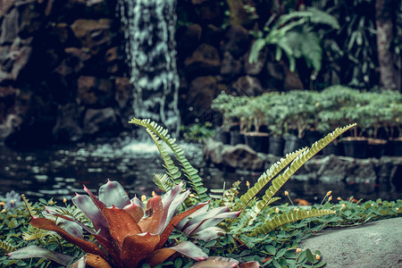 巴厘岛异国情调的热带花园瀑布图片