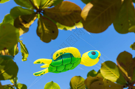 海龟风筝高飞在晴朗的蓝天图片