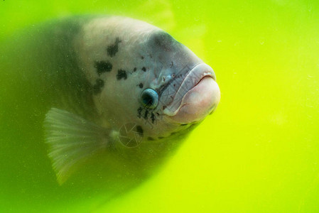 大鱼头在水中活鱼在水族馆游图片