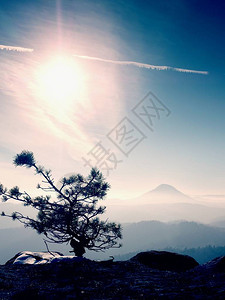 砂岩石上的松树野生盆景图片