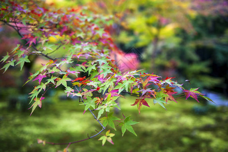 秋天在日本京都的一个花园里图片