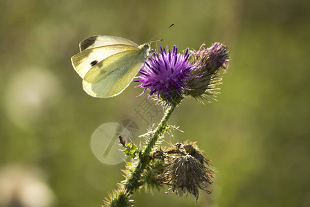 小白蝴蝶Pierisrapae在森林中用紫图片