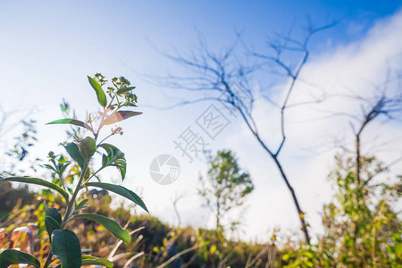 清晨美丽的冷却瞬间场景雾多云烟图片