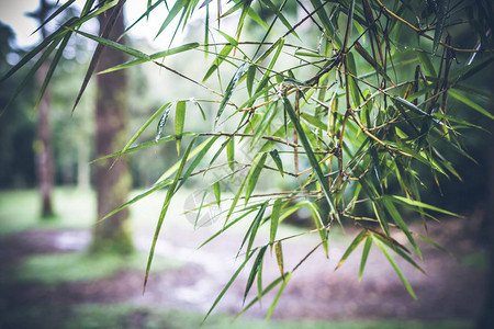 巴厘岛热带植物图片