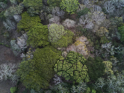 公园无人驾驶飞机空中观察的绿树图片