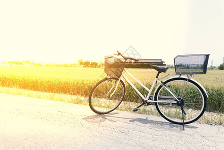 公路和稻田上的自行车图片