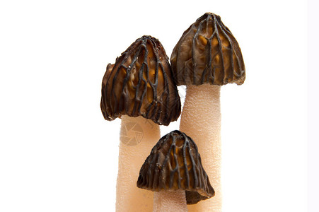 莫雷尔蘑菇Morchellaesculenta图片