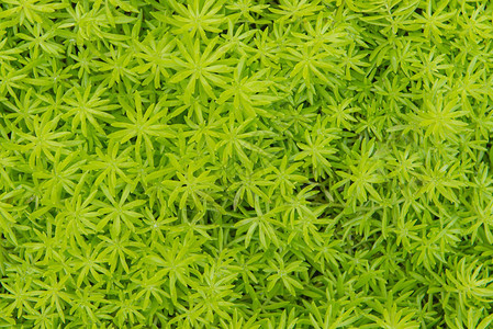 花马齿苋或森林中的绿色苔藓图片