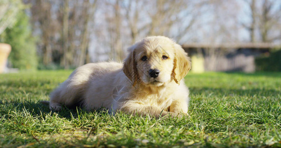 一只美丽的金毛小狗的肖像图片