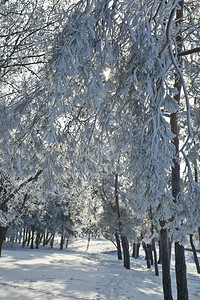 雪霜冻地貌自图片