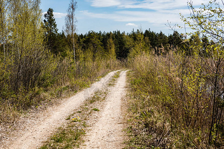 乡村碎石路透视在有树和草的夏天森林里图片