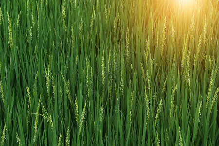 新鲜的绿叶水稻植物和稻田在阳光下开花图片