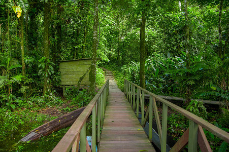 位于厄瓜多尔利蒙科查公园的亚马孙雨林中Wood背景