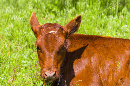 躺在草地上的幼牛群围着可爱牛图片