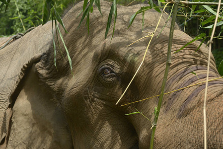 泰国雨林中的大象图片
