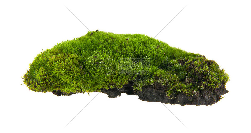孤立在白色背景特写上的绿色苔藓图片