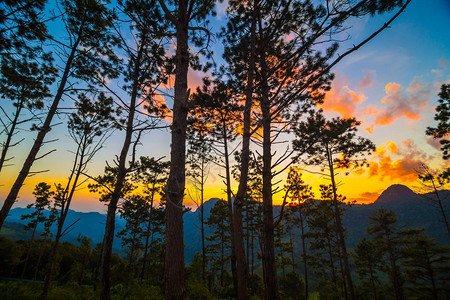 黄天云山夕阳上的锡卢阿特树图片