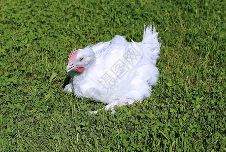 肉鸡在绿色草坪上行走背景图片