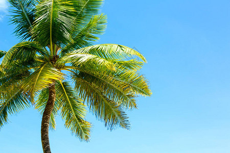 蓝天上的椰子树图片