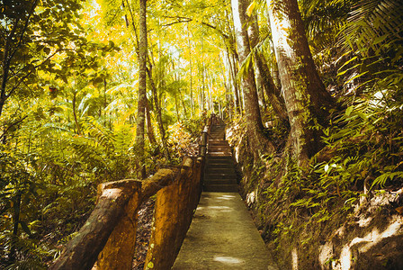 菲律宾博霍尔公园岛屿森林径道地貌和图片