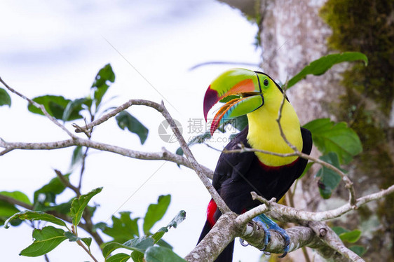 在哥斯达黎加雨林中一只结图片