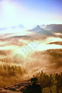 梦幻般的迷雾森林景观雄伟的古树山峰切断了照明薄雾深谷弥漫着五彩的雾气图片