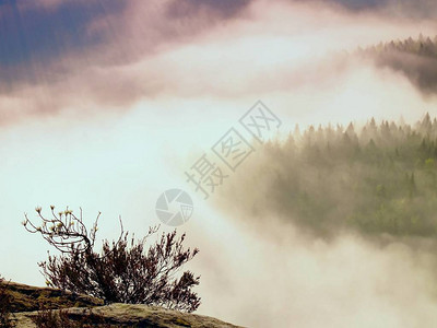 在柔和的粉红色日出中壮丽的丘陵景观美丽的落基山脉公园山谷山丘因新图片