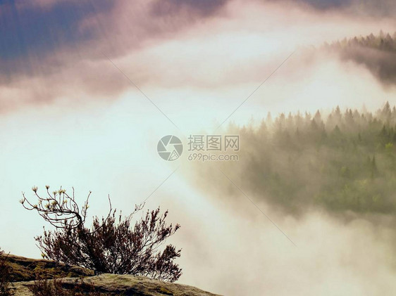 在柔和的粉红色日出中壮丽的丘陵景观美丽的落基山脉公园山谷山丘因新图片