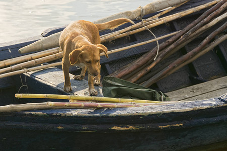 在泻湖钓鱼时狗陪伴着渔夫图片