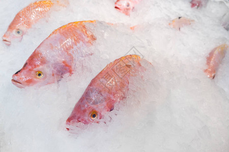 冰桶中的特写鲜红罗非鱼图片