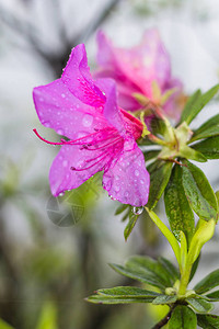 游大寨龙胜梯田雨林区春雨粉色百合花图片