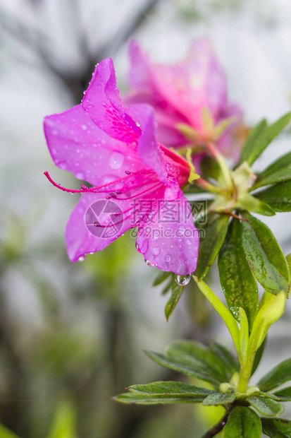 游大寨龙胜梯田雨林区春雨粉色百合花图片