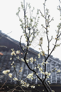 在DazhaiLongshengriceTerraces长吉稻田地区Tiantouzhai村春季雨时背景的樱树和乡图片