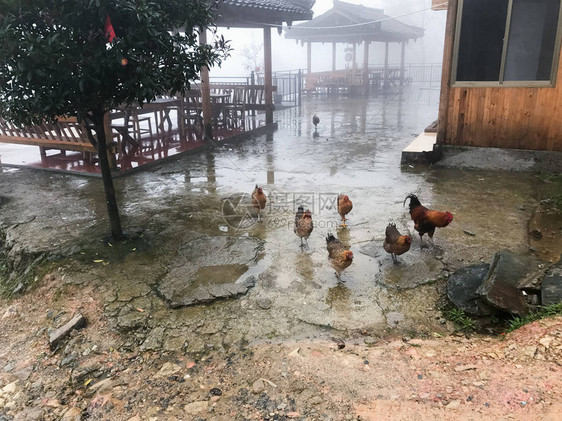 旅游春雨时节大寨龙胜梯田图片