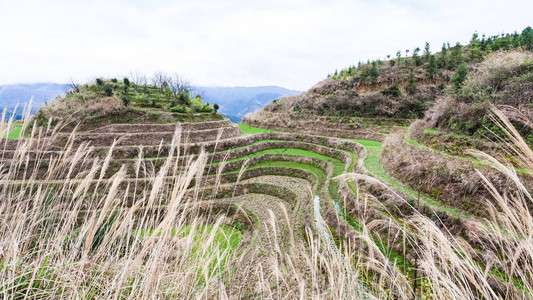 到旅行从春天龙胜梯田图片